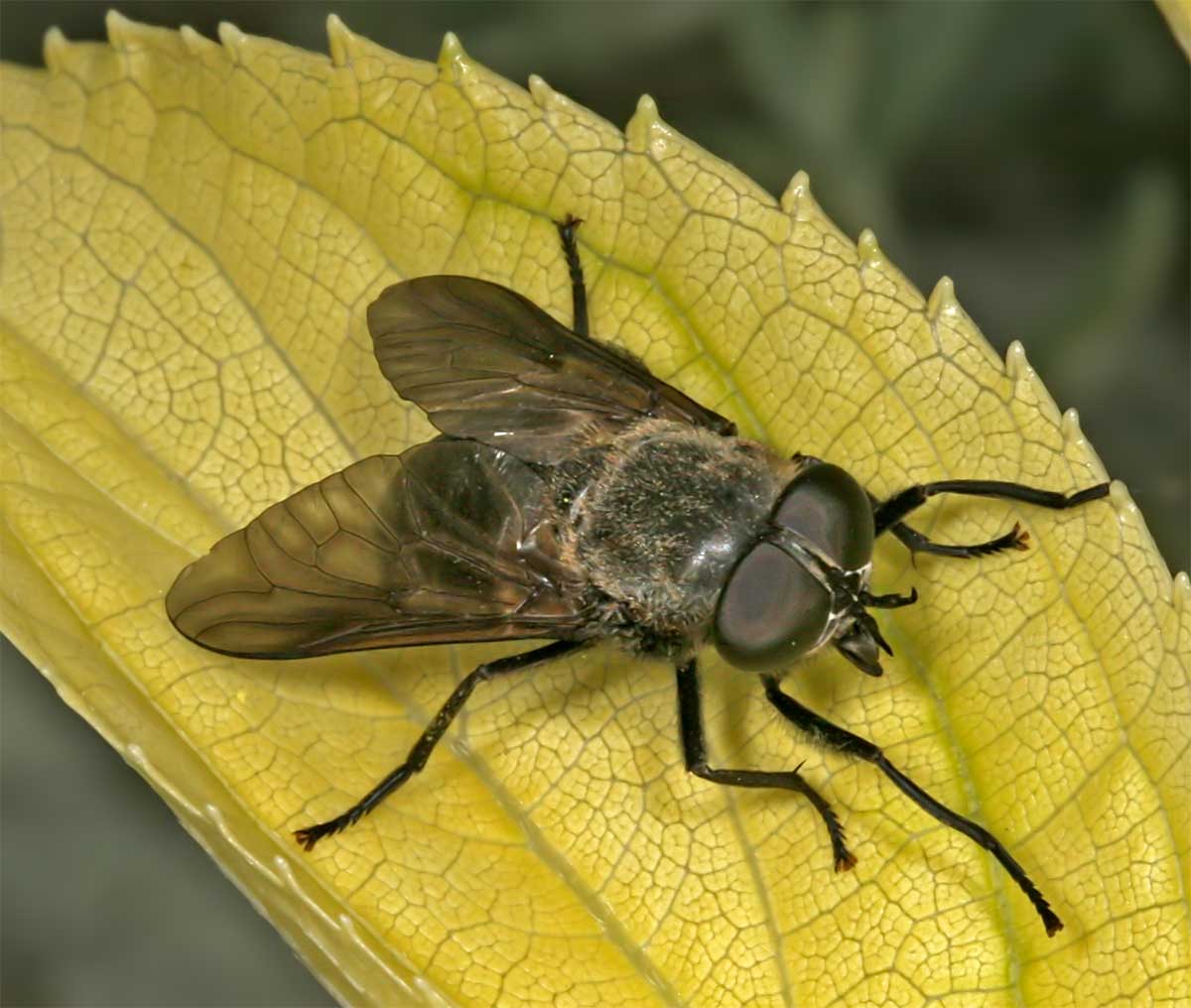 Dimitri GEYSTOR - Dasyrhamphis ater - réf. 12238 (1200 x 1016 pixels, 95 ko)