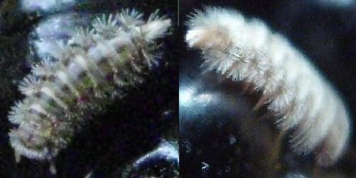 Réf. 120 252 : Polyxenus lagurus