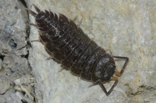 Orthometopon planum