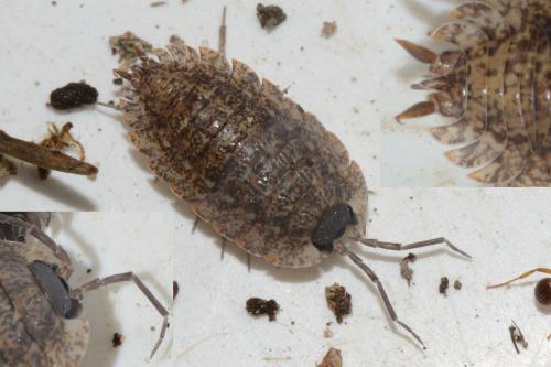 Porcellio montanus