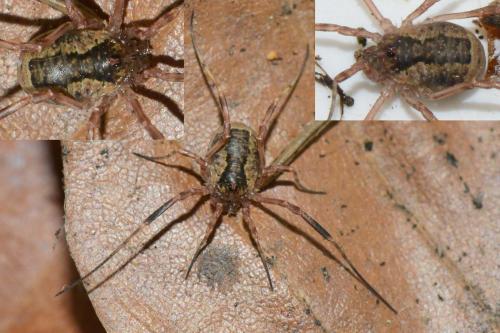 Lacinius ephippiatus