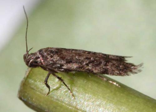 Teleiopsis terebinthinella