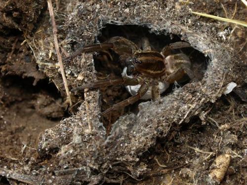 Trochosa sp.