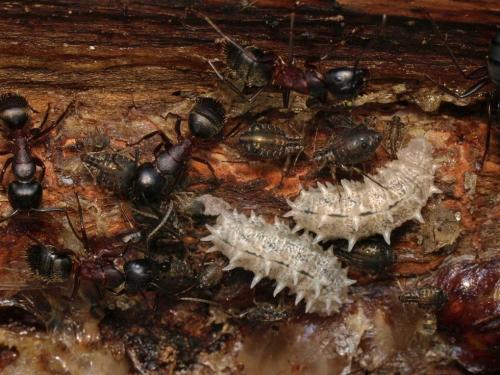 Réf. 120 146 : Camponotus herculeanus