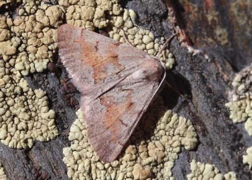 Réf. 120 571 : Adalbertia castiliaria
