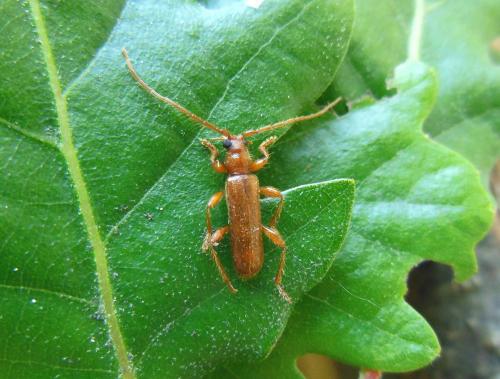 Réf. 120 072 : Axinopalpis gracilis