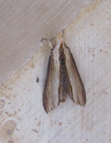 Réf. 120 973 : Cucullia sp.