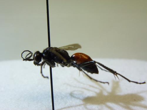 Priocnemis sp.