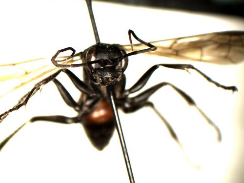 Priocnemis sp.
