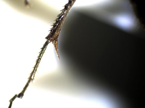 Priocnemis sp.