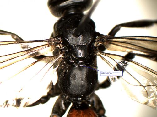 Priocnemis sp.