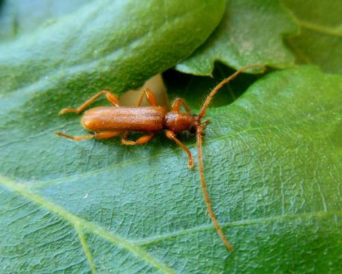 Réf. 120 075 : Axinopalpis gracilis