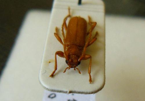 Réf. 120 077 : Axinopalpis gracilis