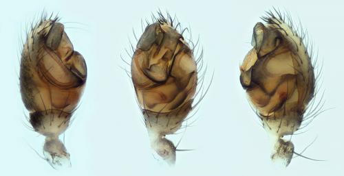 Réf. 120 613 : Dipoena melanogaster