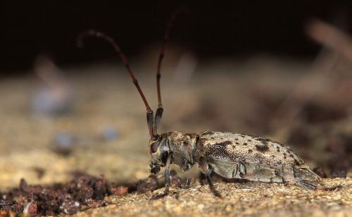 Réf. 120 693 : Leiopus femoratus