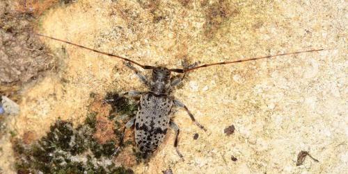 Réf. 120 694 : Leiopus femoratus