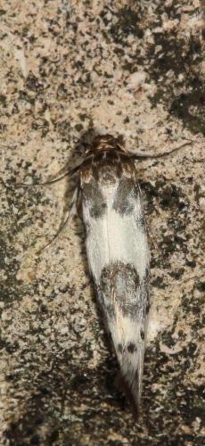 Réf. 120 695 : Enolmis acanthella