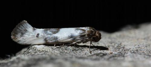 Enolmis acanthella