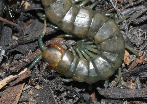 Réf. 120 349 : Scolopendra oraniensis