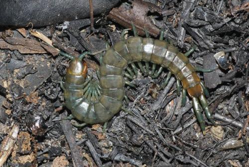 Scolopendra oraniensis