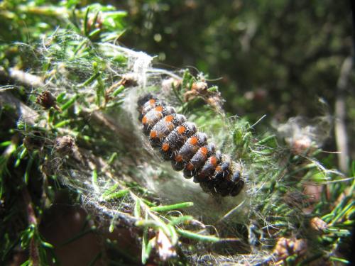 Lithosia quadra