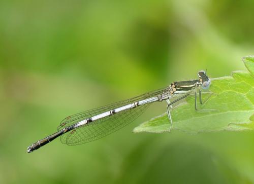 Platycnemis pennipes