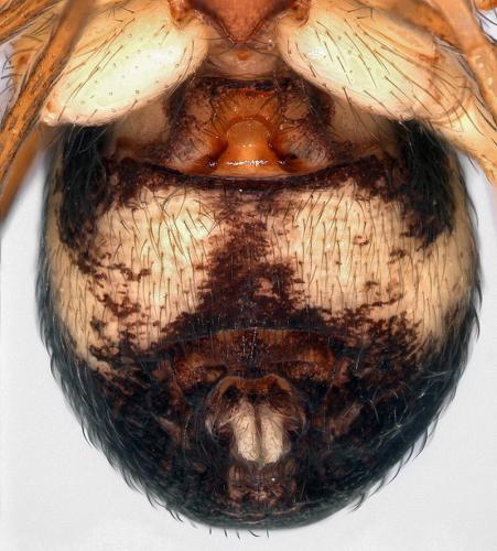 Zodarion timidum