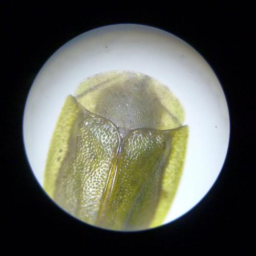 Réf. 120 798 : Cassida viridis