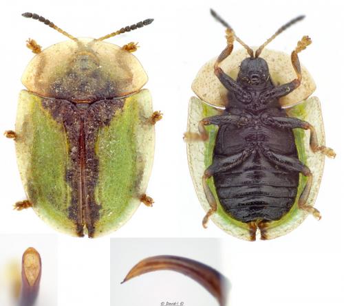 Réf. 120 284 : Cassida vibex