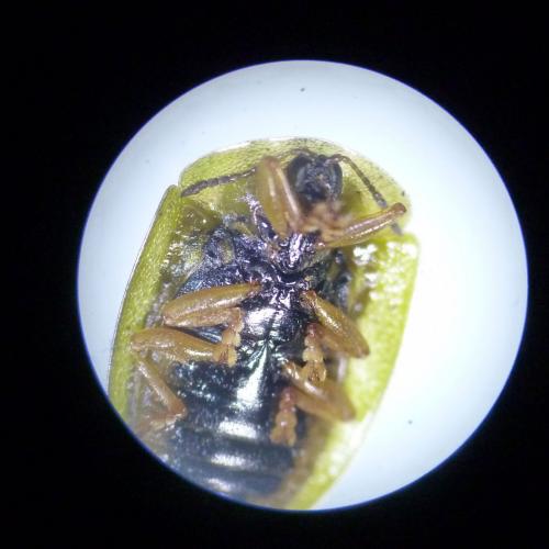 Réf. 120 799 : Cassida viridis
