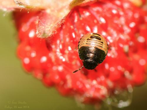 Eurygaster testudinaria