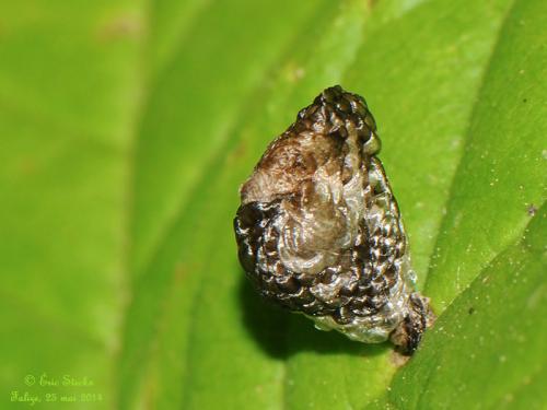 Coleophora sp.