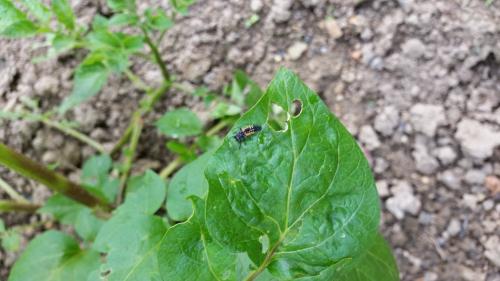 Harmonia axyridis