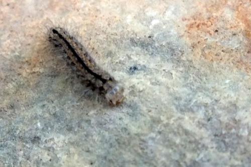 Réf. 120 297 : Ocneria rubea