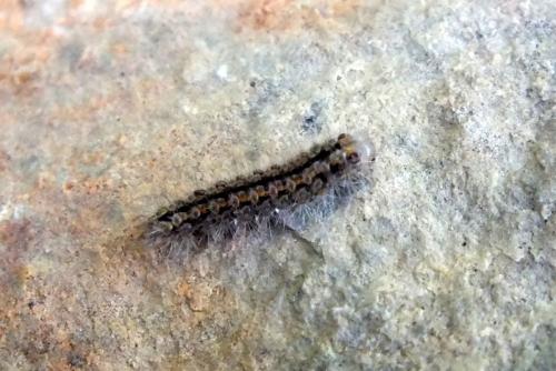 Réf. 120 855 : Ocneria rubea