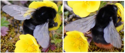 Bombus sp.