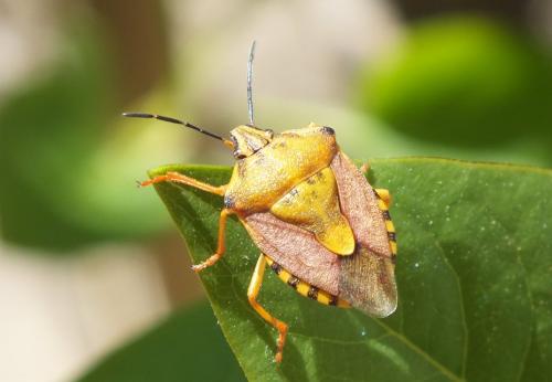 Carpocoris pudicus