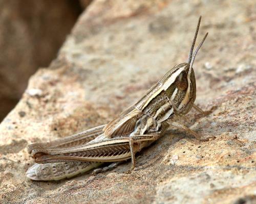 Euchorthippus chopardi