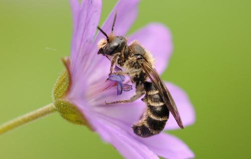Chelostoma rapunculi