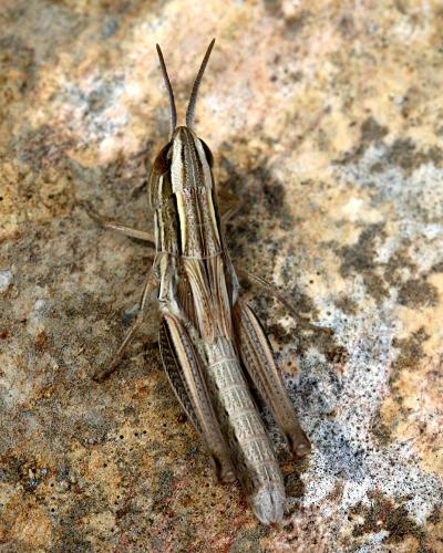 Euchorthippus chopardi