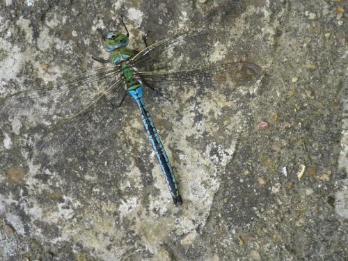 Réf. 120 787 : Anax imperator