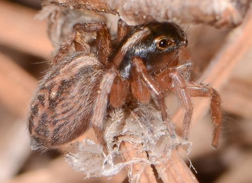 Saitis tauricus