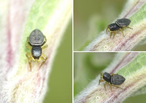 Heliophanus flavipes