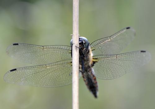 Libellula fulva