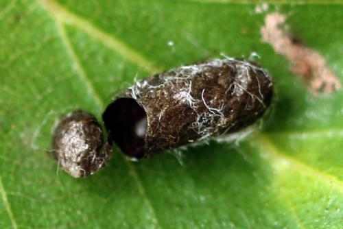 Réf. 120 466 : Pristiphora appendiculata