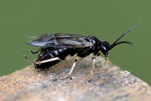 Réf. 120 467 : Pristiphora appendiculata
