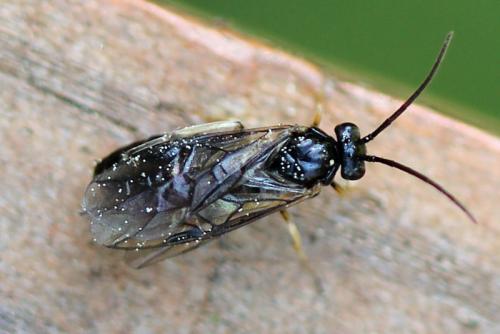 Réf. 120 468 : Pristiphora appendiculata