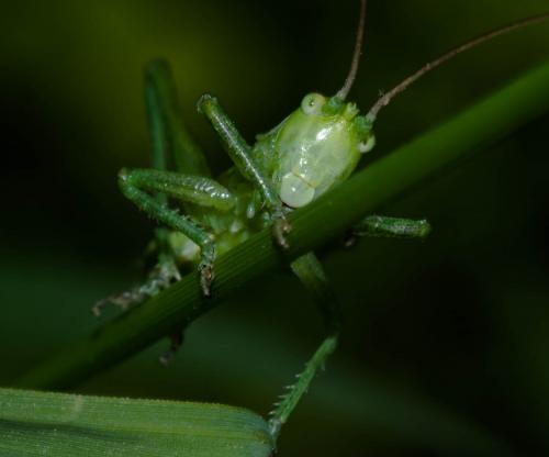 Tettigonia viridissima