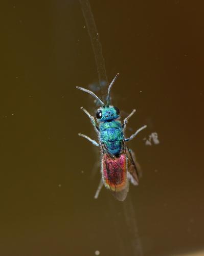 Réf. 120 660 : Chrysis sp.