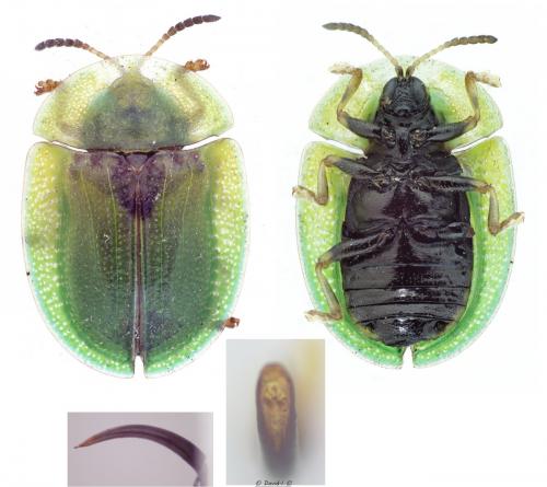 Cassida rubiginosa